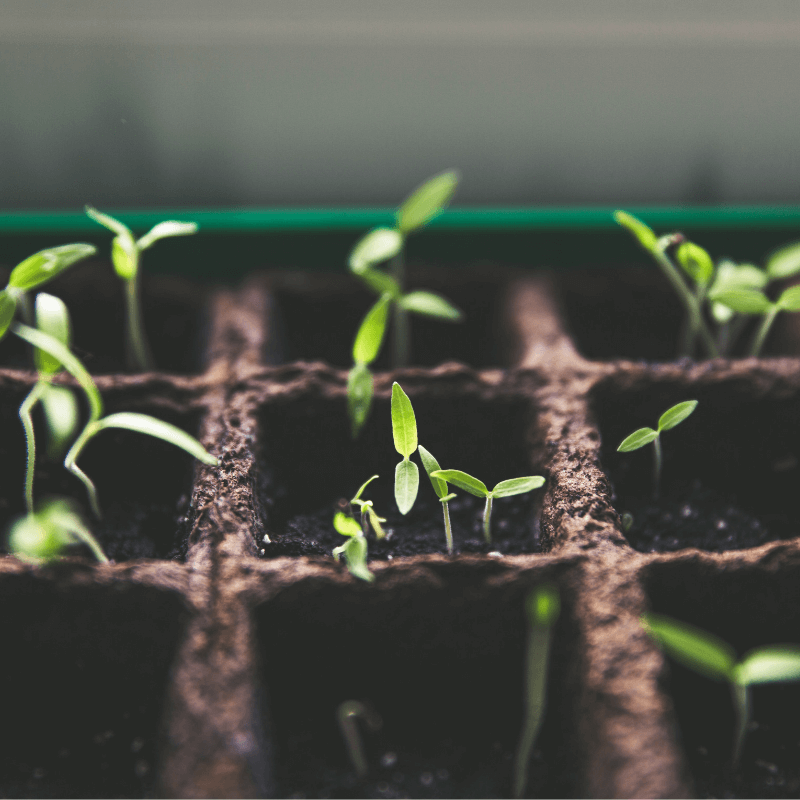 As Plantas Mágicas